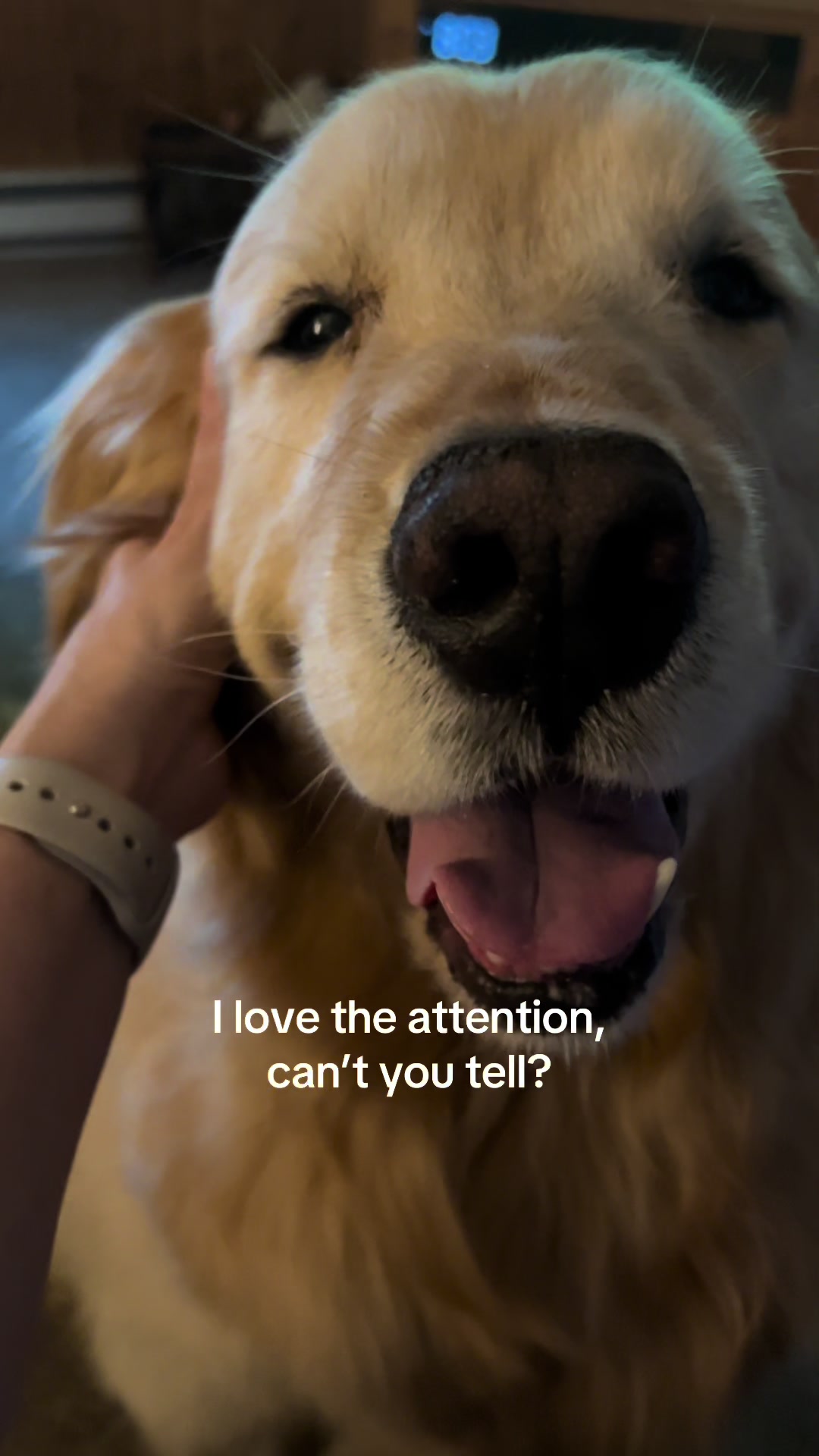 @Kody the Golden