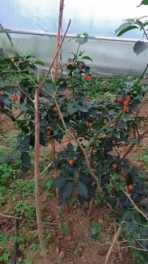 @बिन्दास