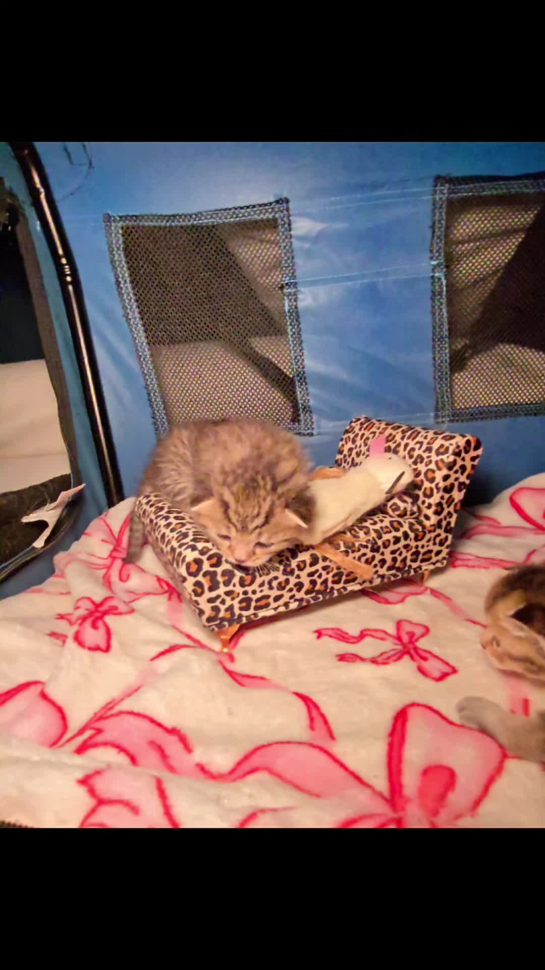 @Brittany's Beauties Kittens