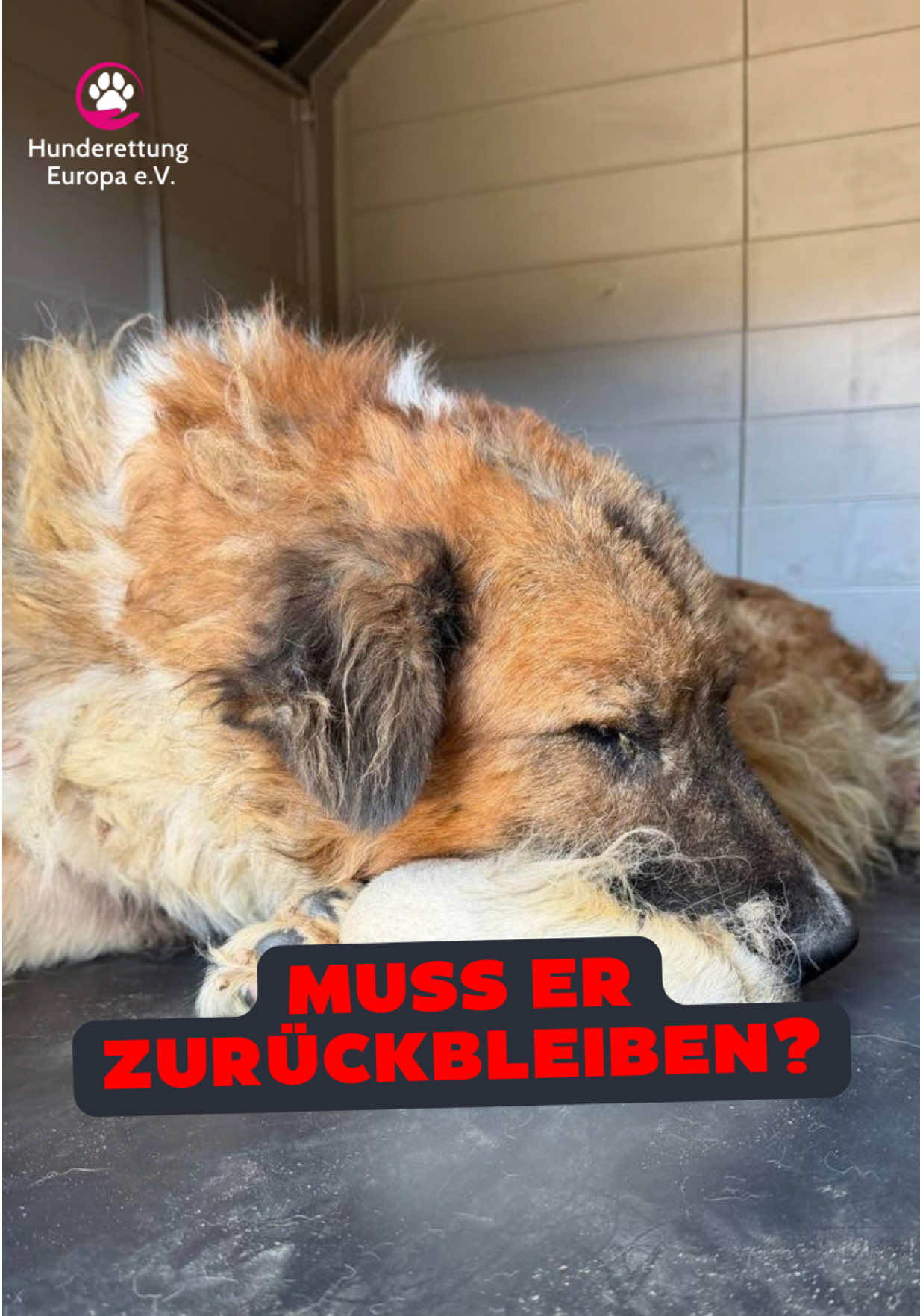 @Hunderettung Europa