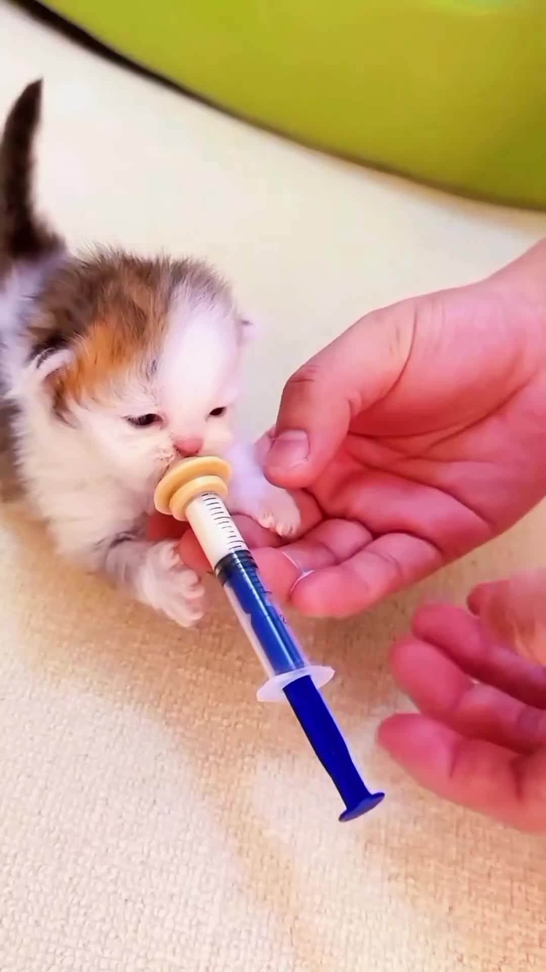 @CutekittenClub