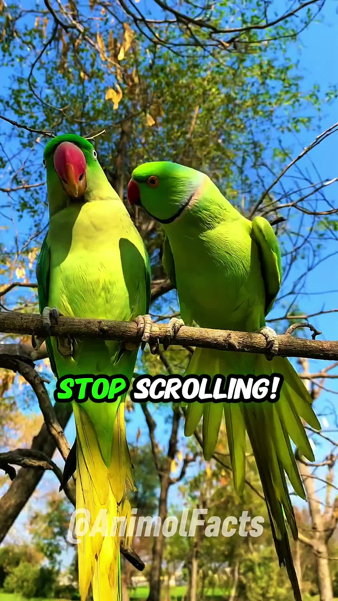 @animolfacts