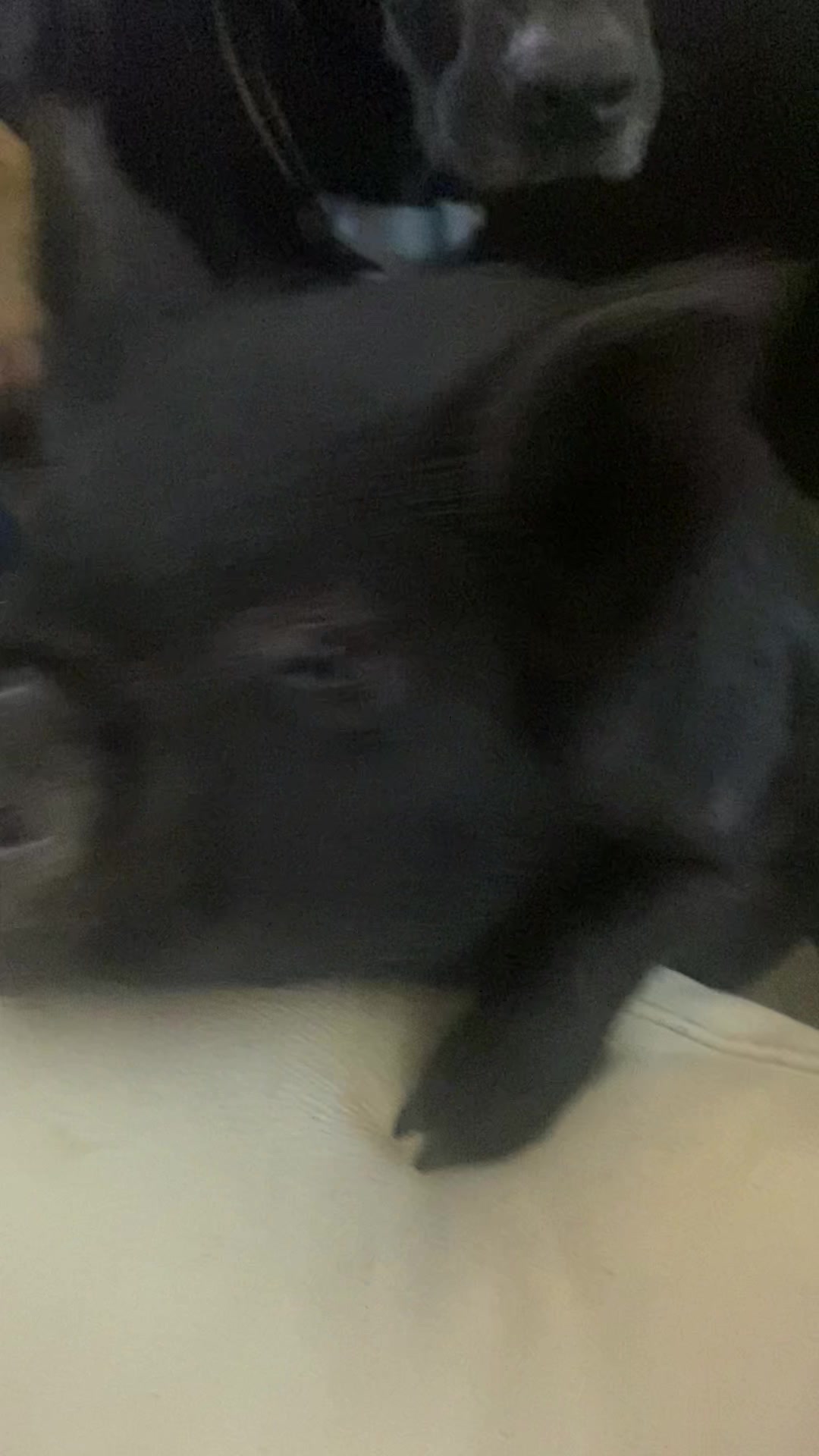 @Pitbullmamma