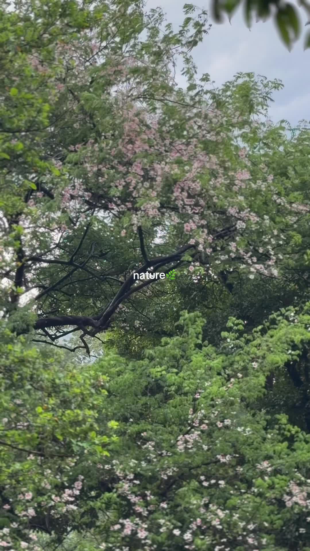@15 Guruji