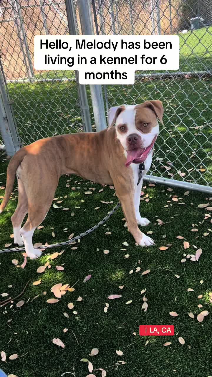 @✨shelter dog magic ✨