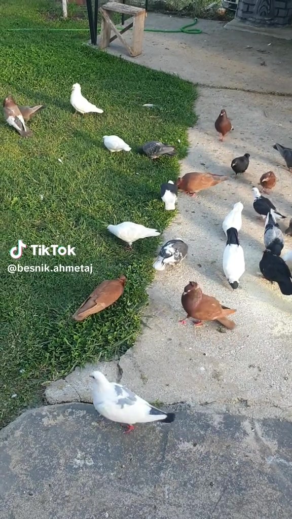 @Bujar Melik