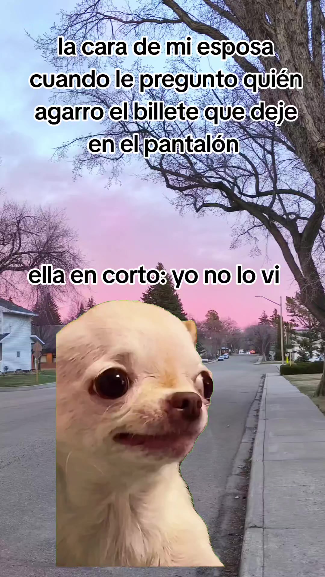 @incaparina_no.1