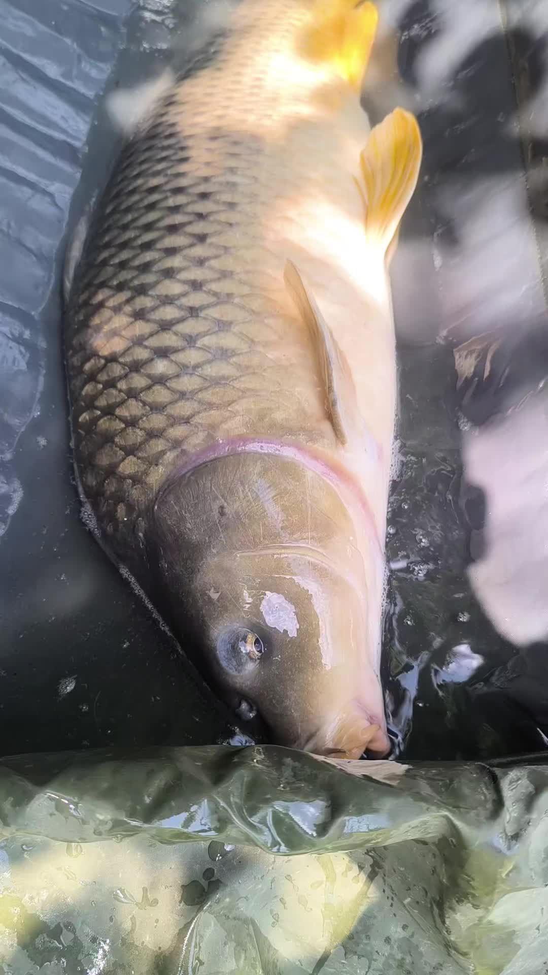 @Jocarpfishing