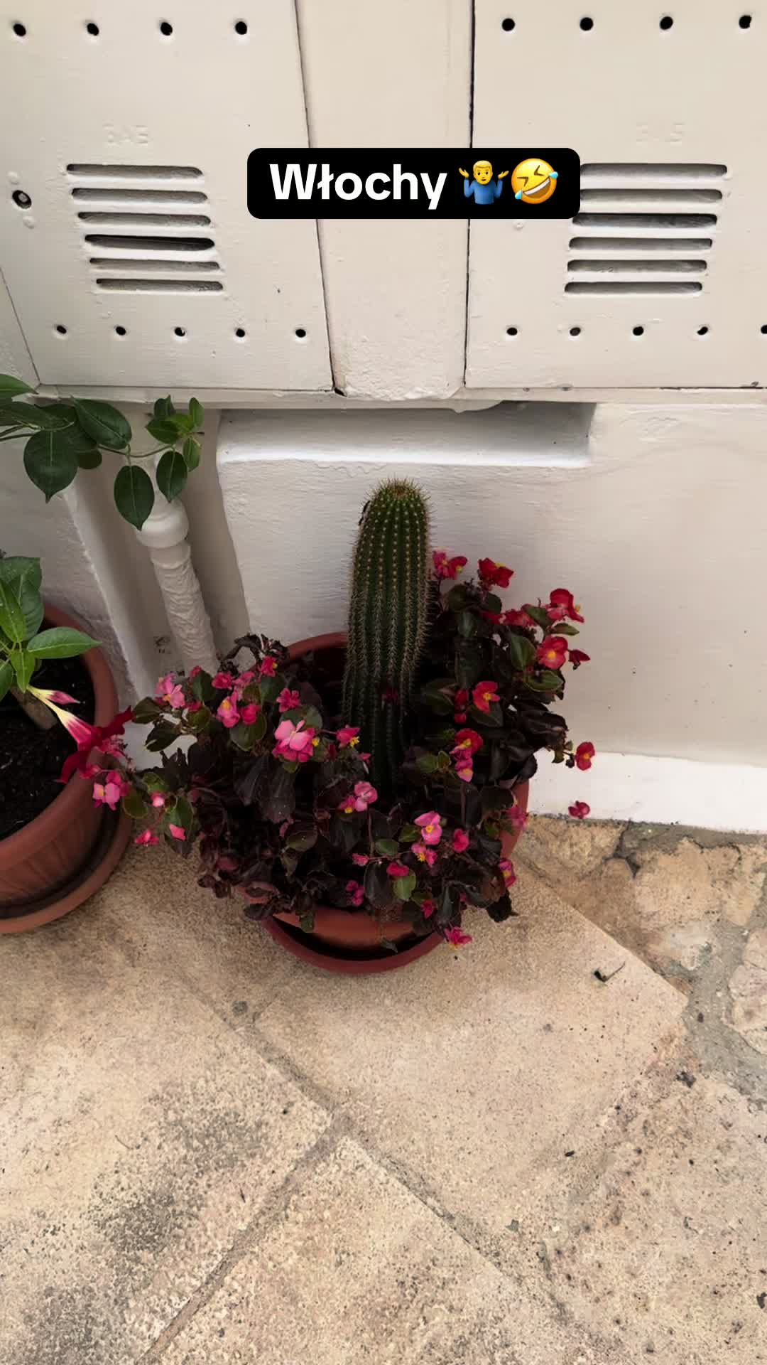 @maciej.plants