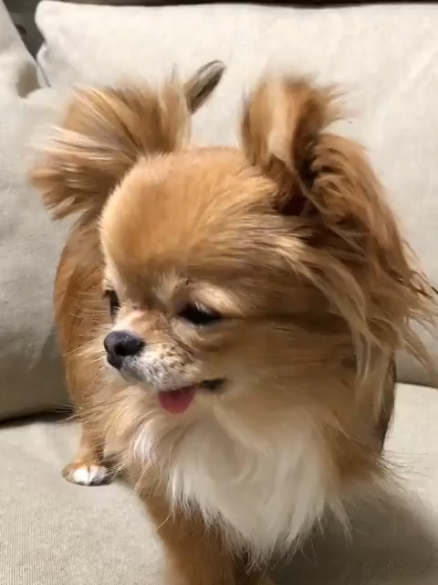 @ichig.8