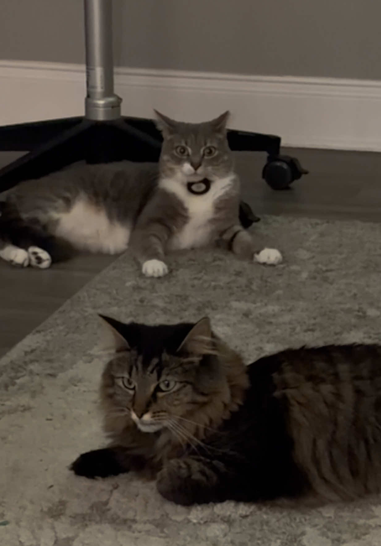 @RoxySnowballCatDrama