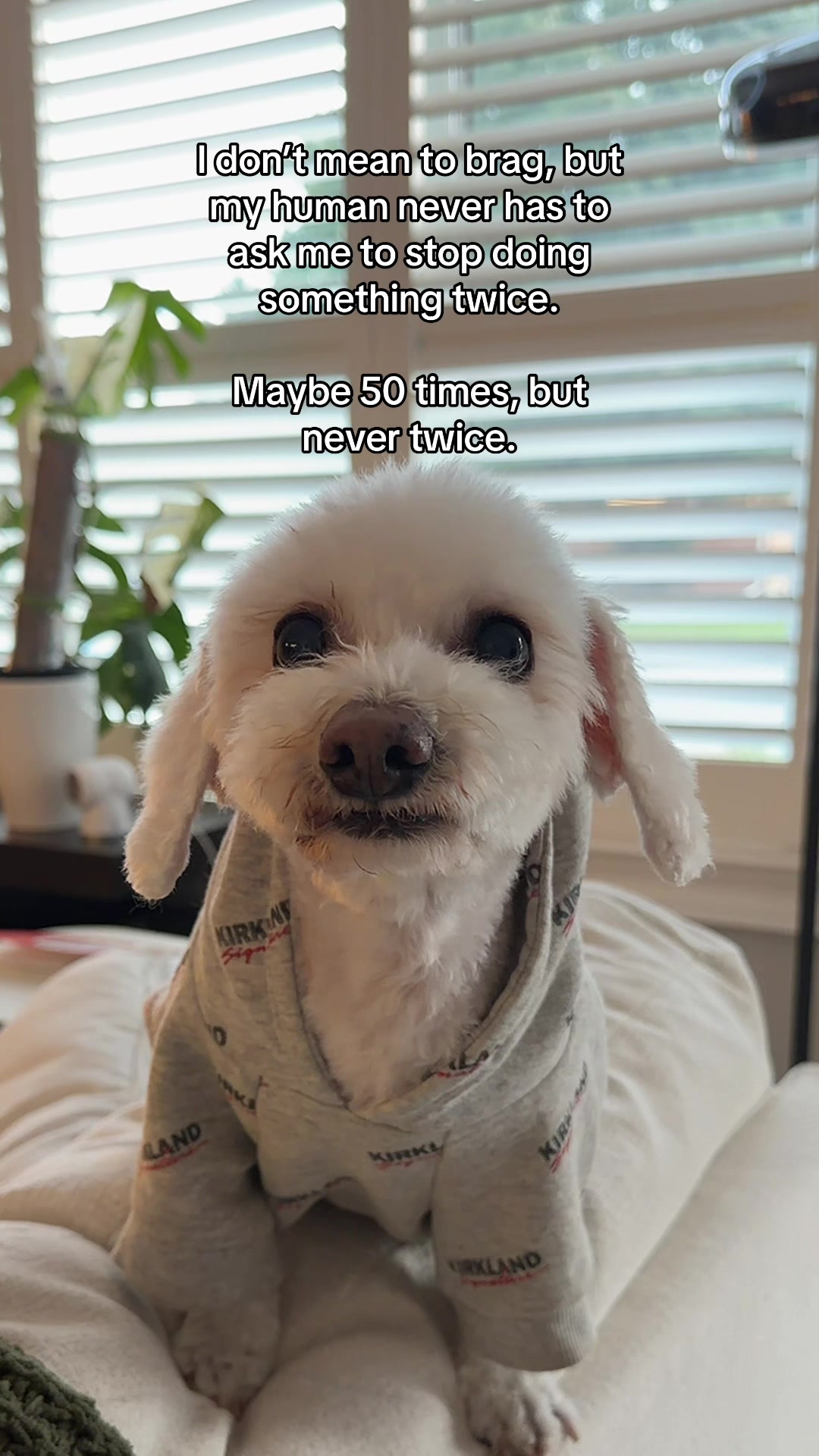 @Spicy The Dog