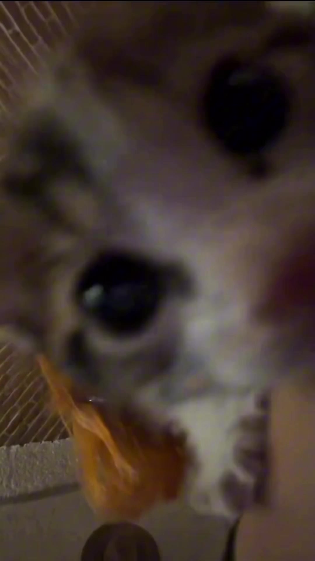 @dailycats03