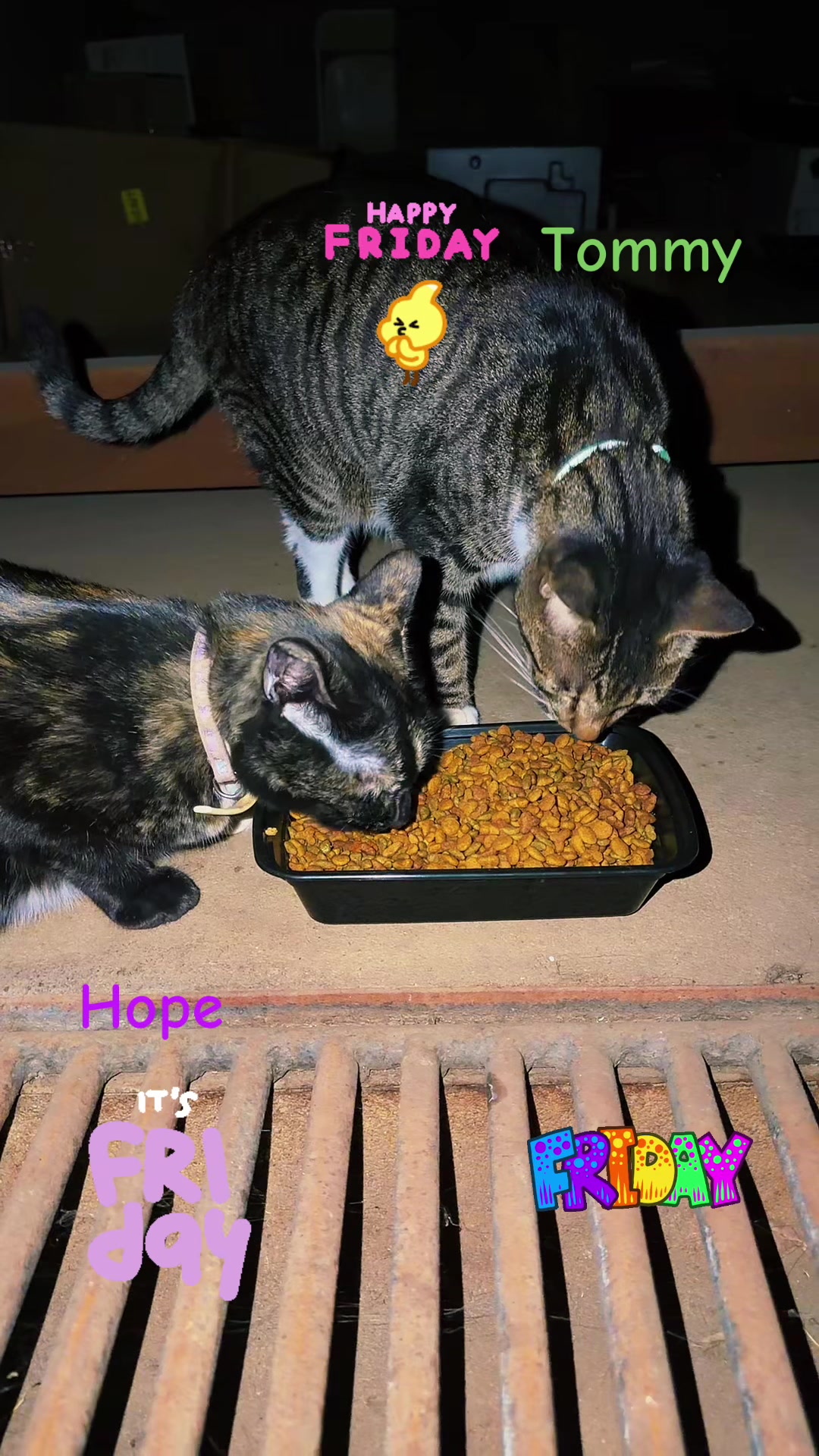 @Amri Gatitos