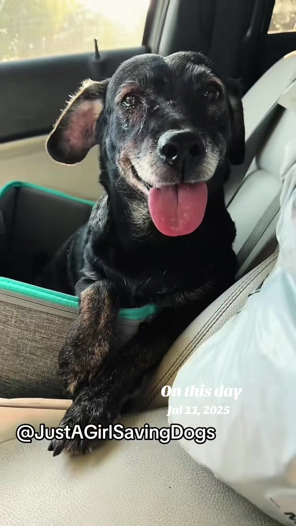 @Just A Girl Saving Dogs