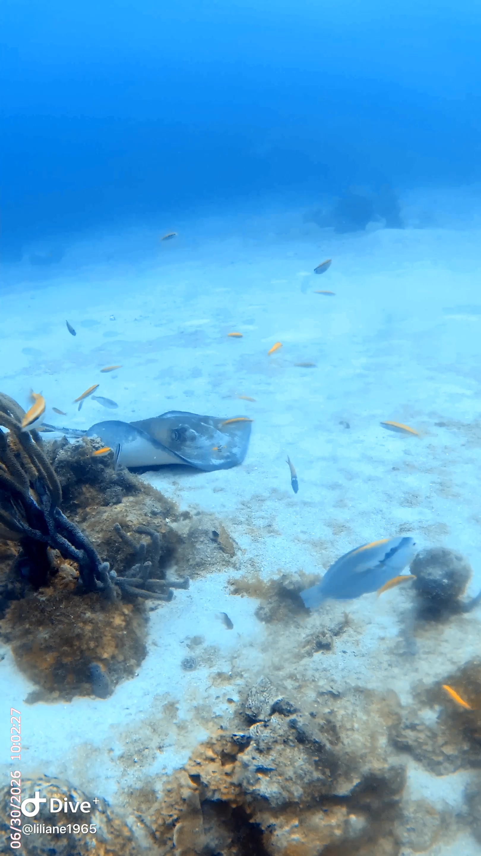 @Divestories Curacao    +Follow