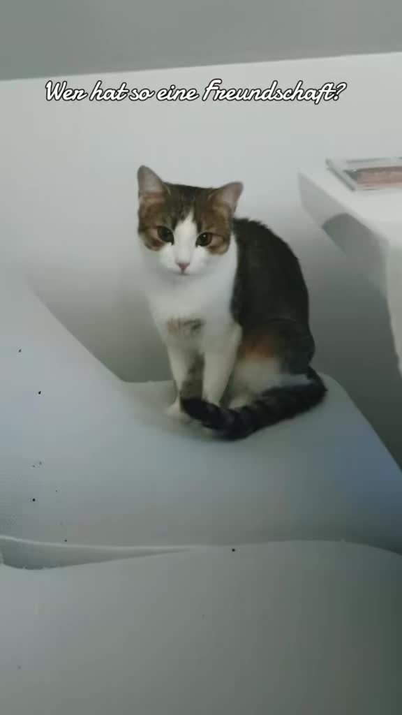 @Minnoş❤💙61