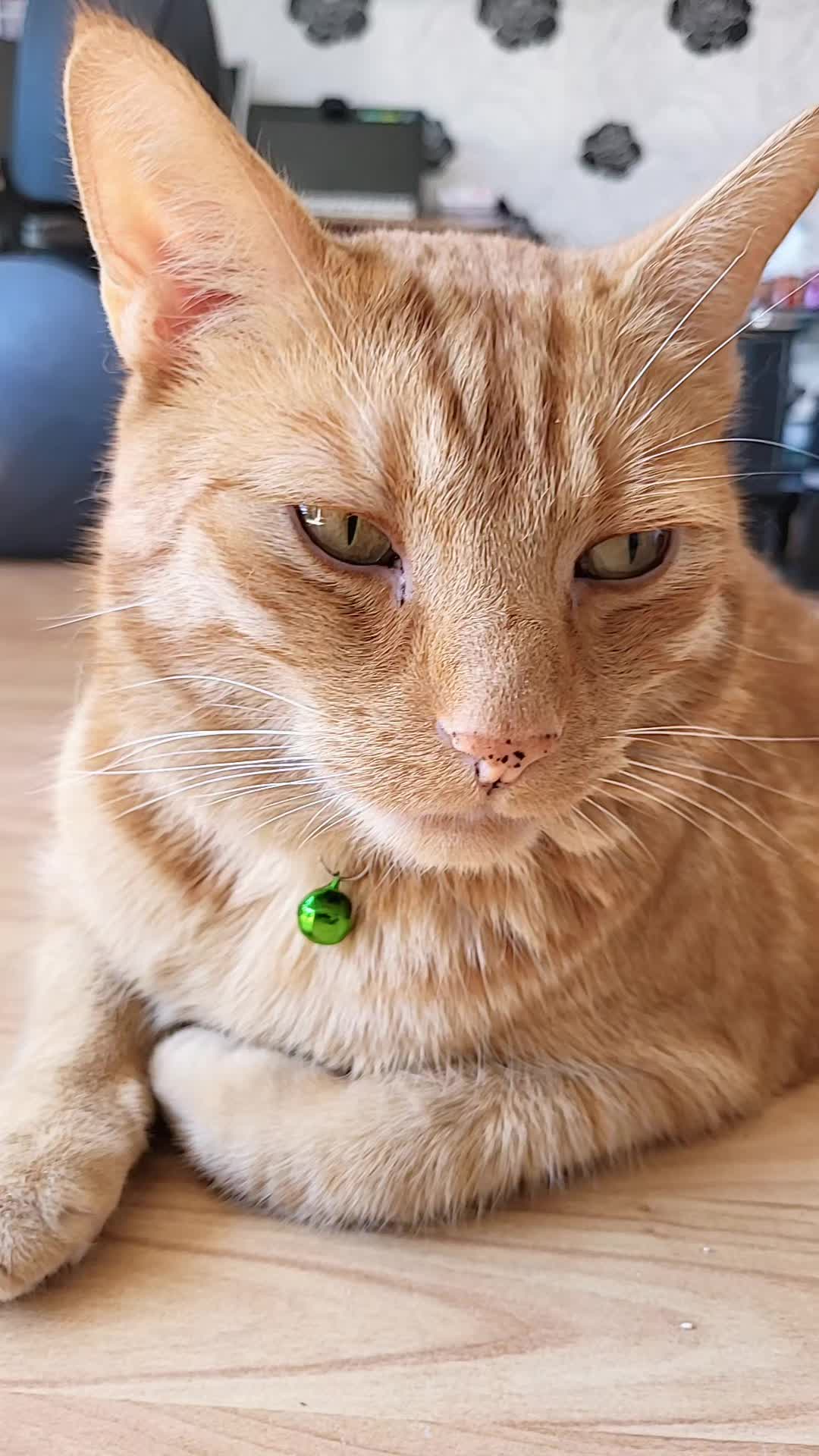 @😸 Alex 😸