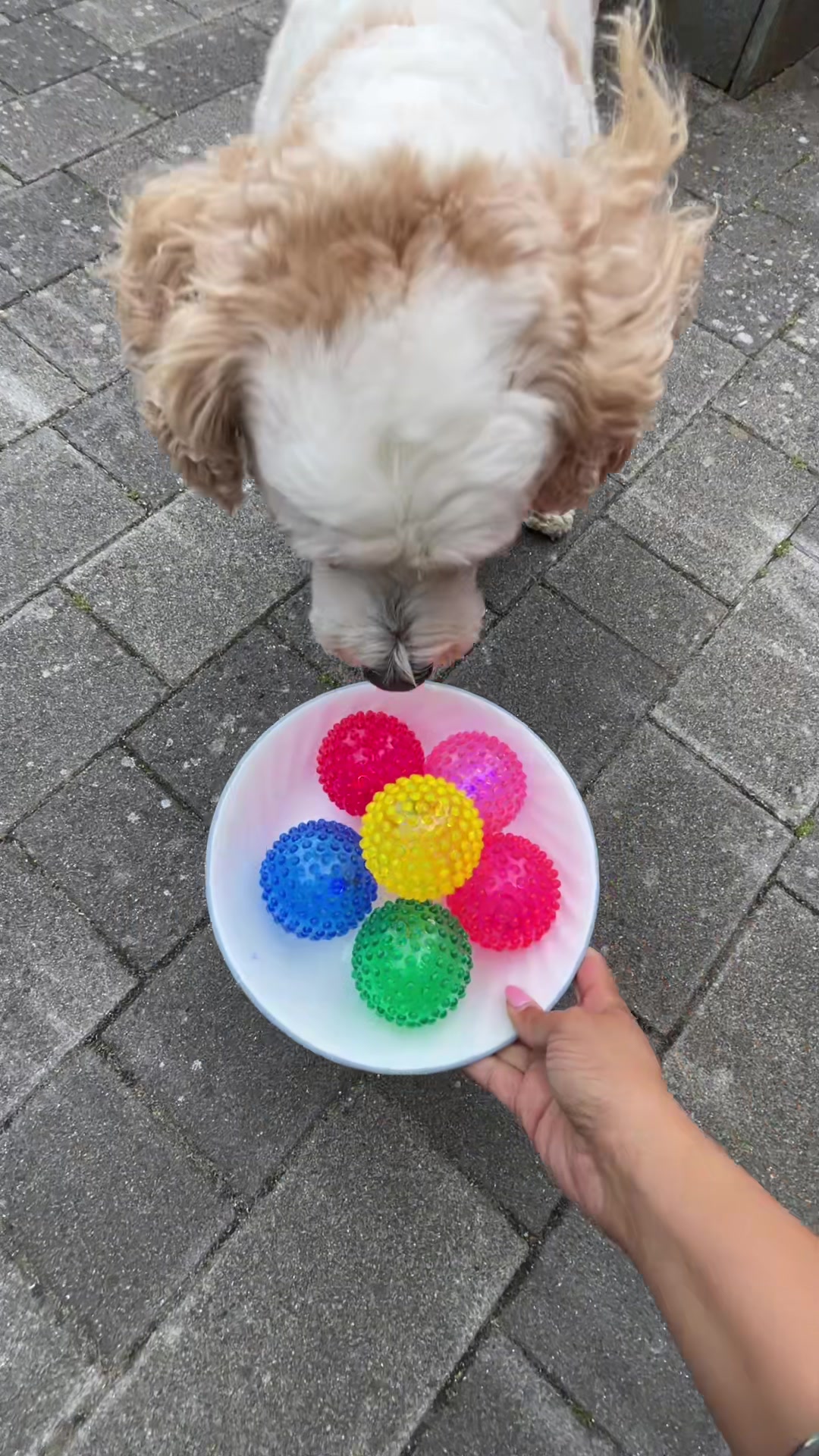 @My Cavachon