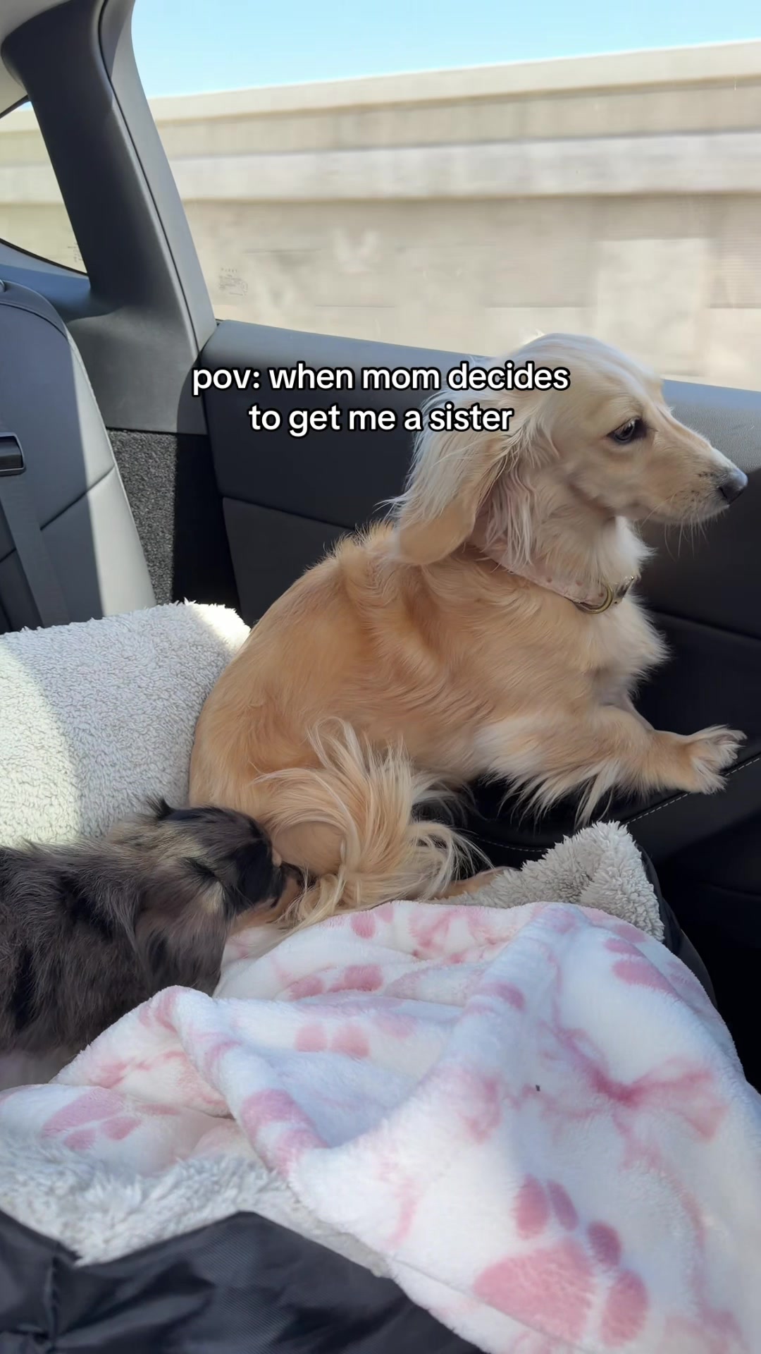@Lila & Lily The Doxxies