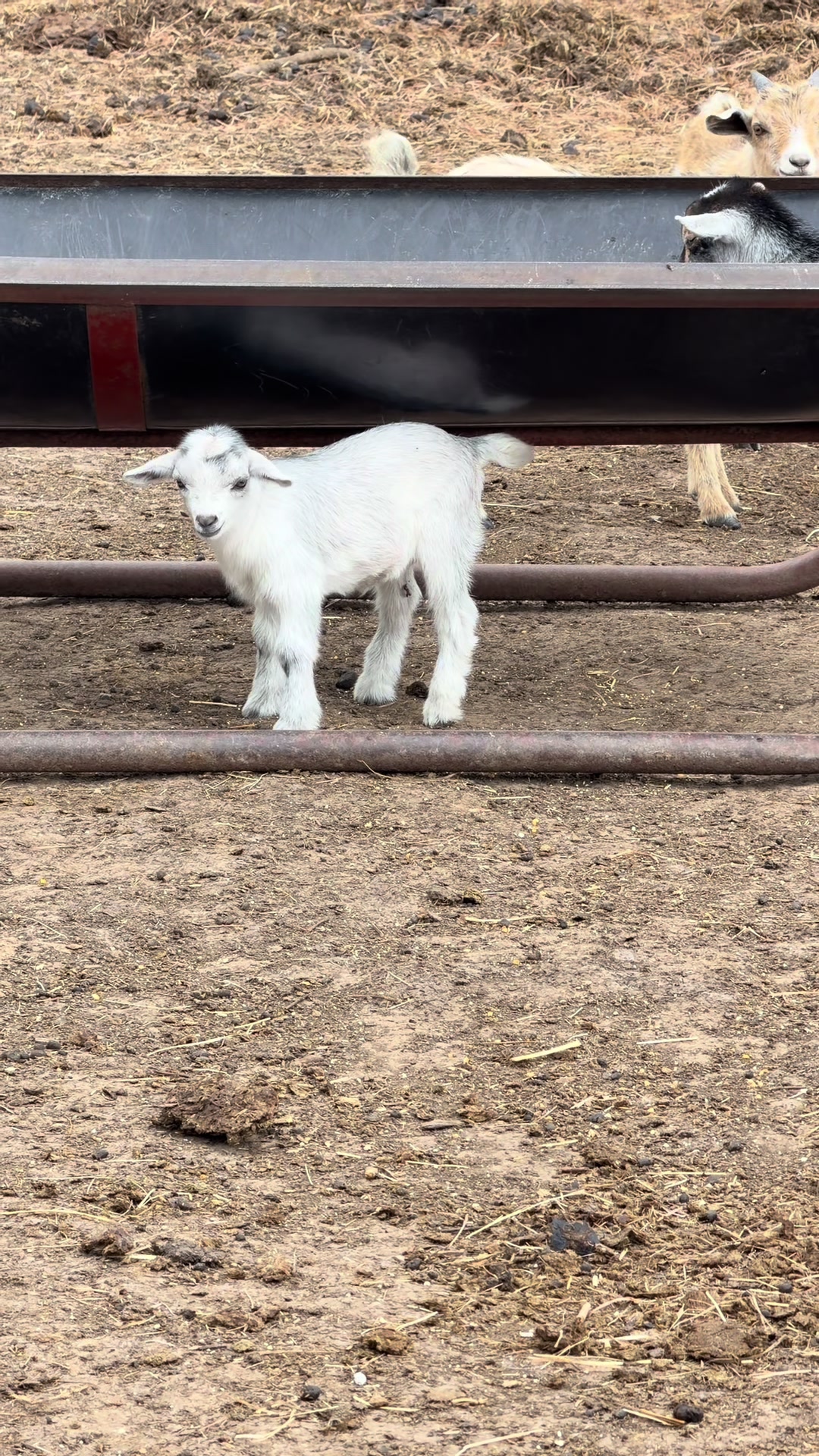 @Tami | FarmD Family Farm