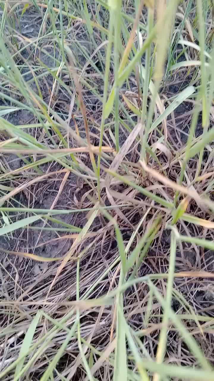 @Чехов