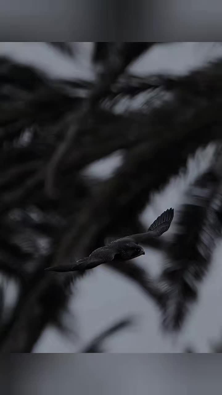 @෴෴╰‿╯෴෴ 𝐊𝐢𝐧𝐠