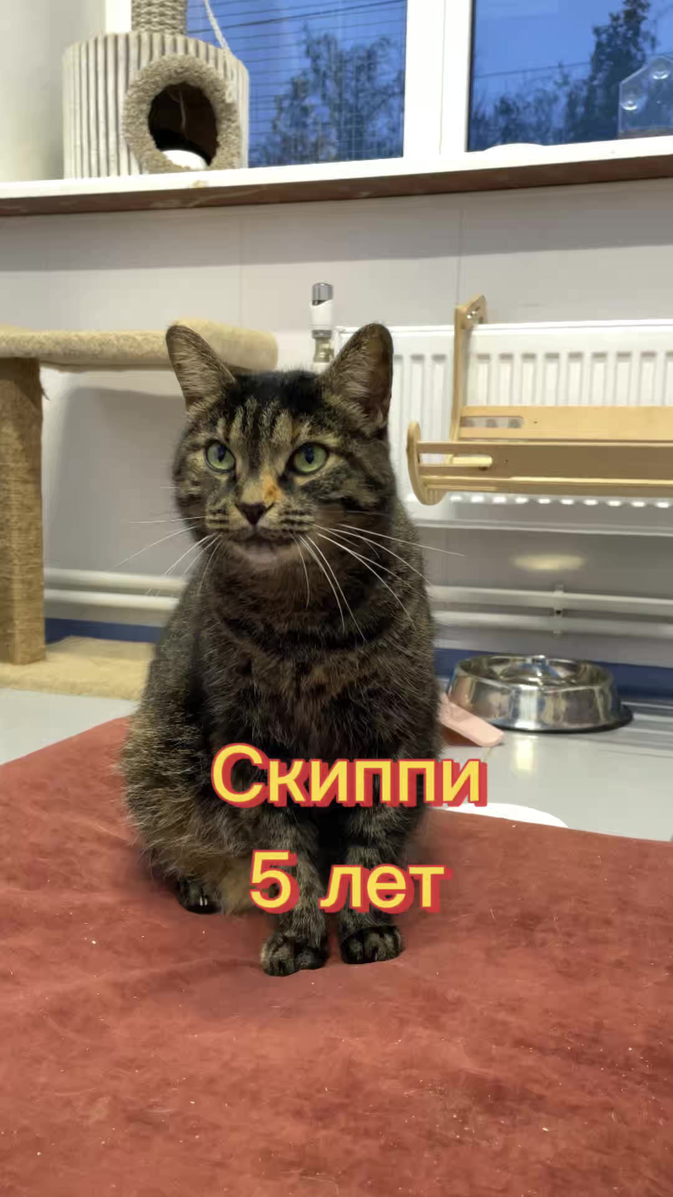 @Приют Новый дом