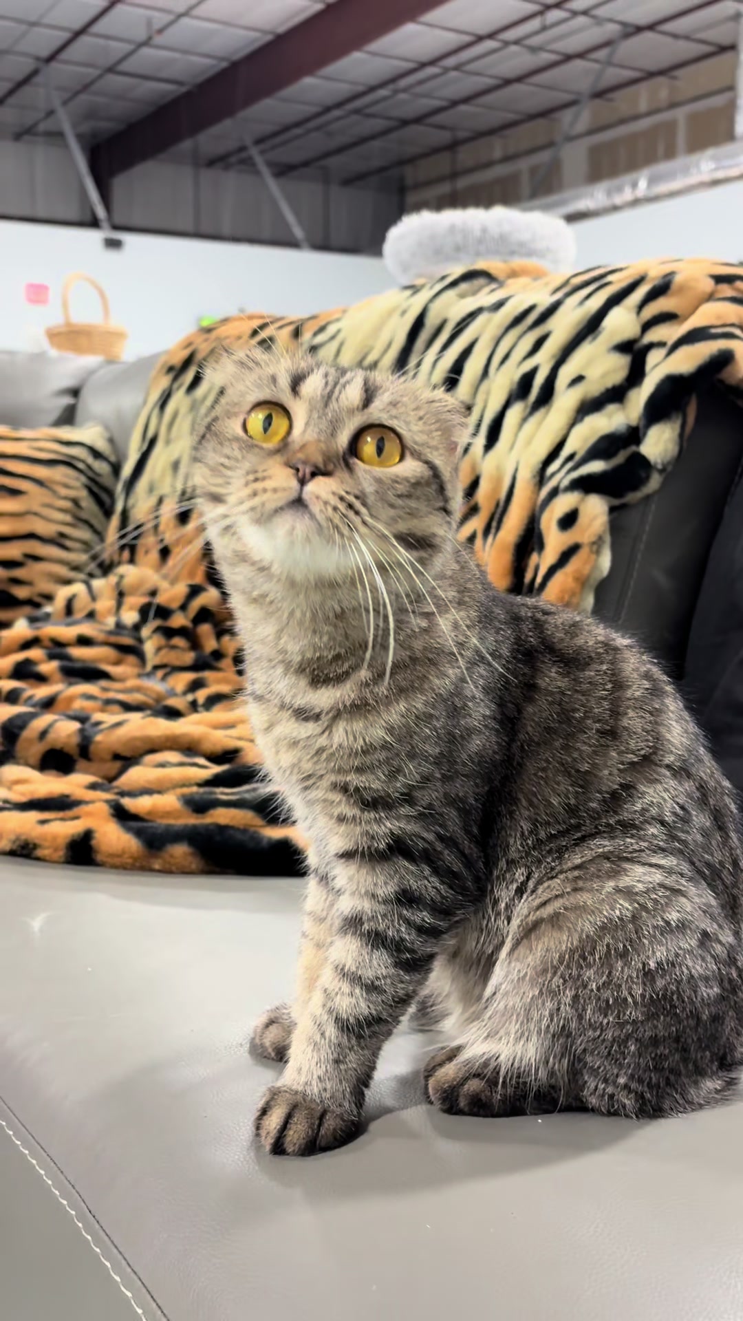 @The Fur Seasons Feline Rescue