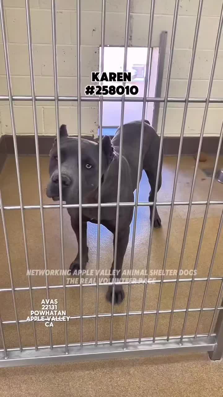 @Cane Corsos
