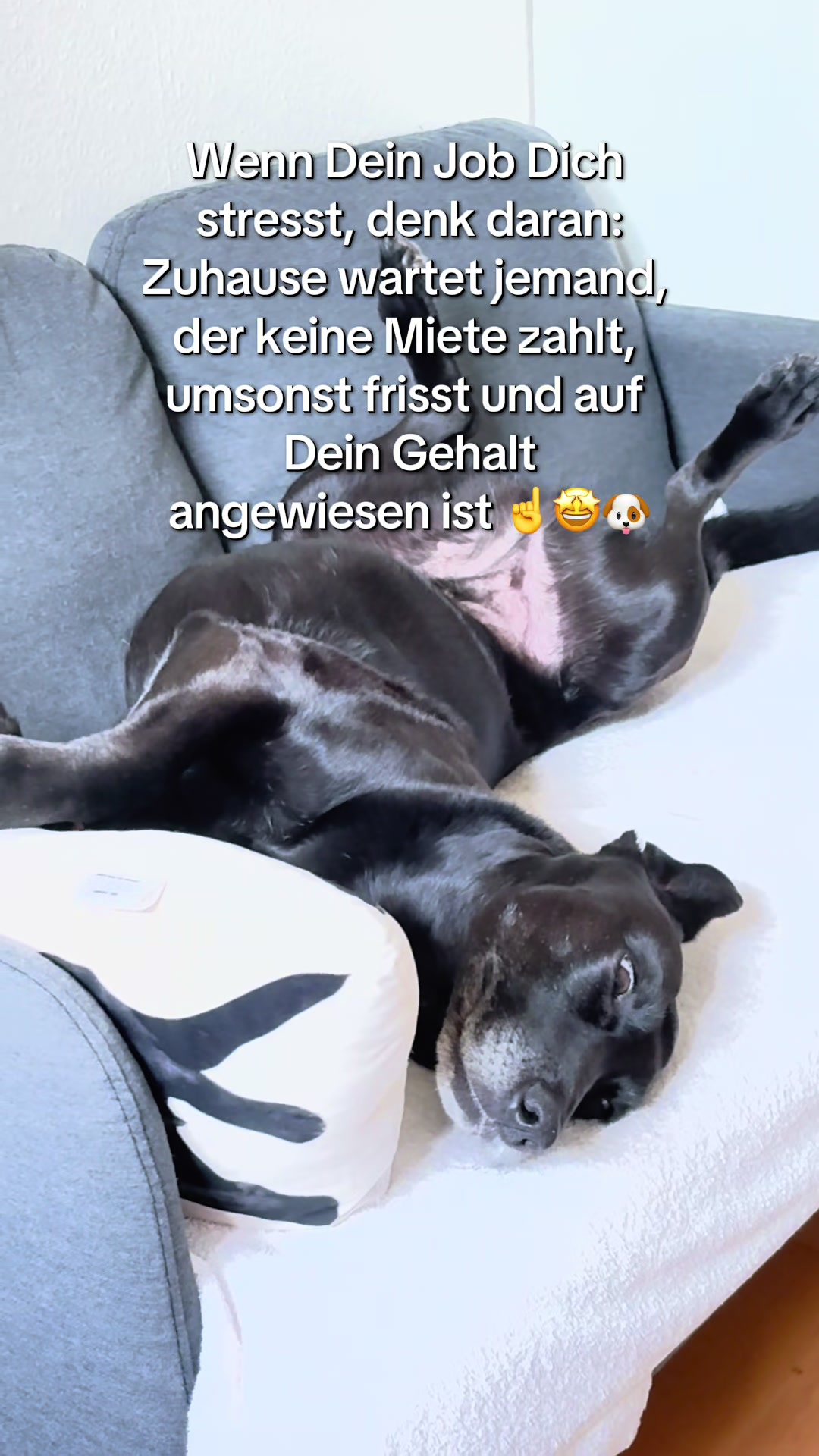 @BLACKY 🐶🐾