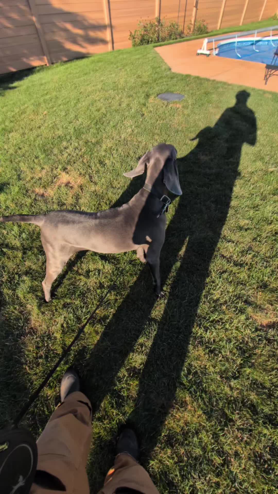 @AwesomeDogHandlingDude