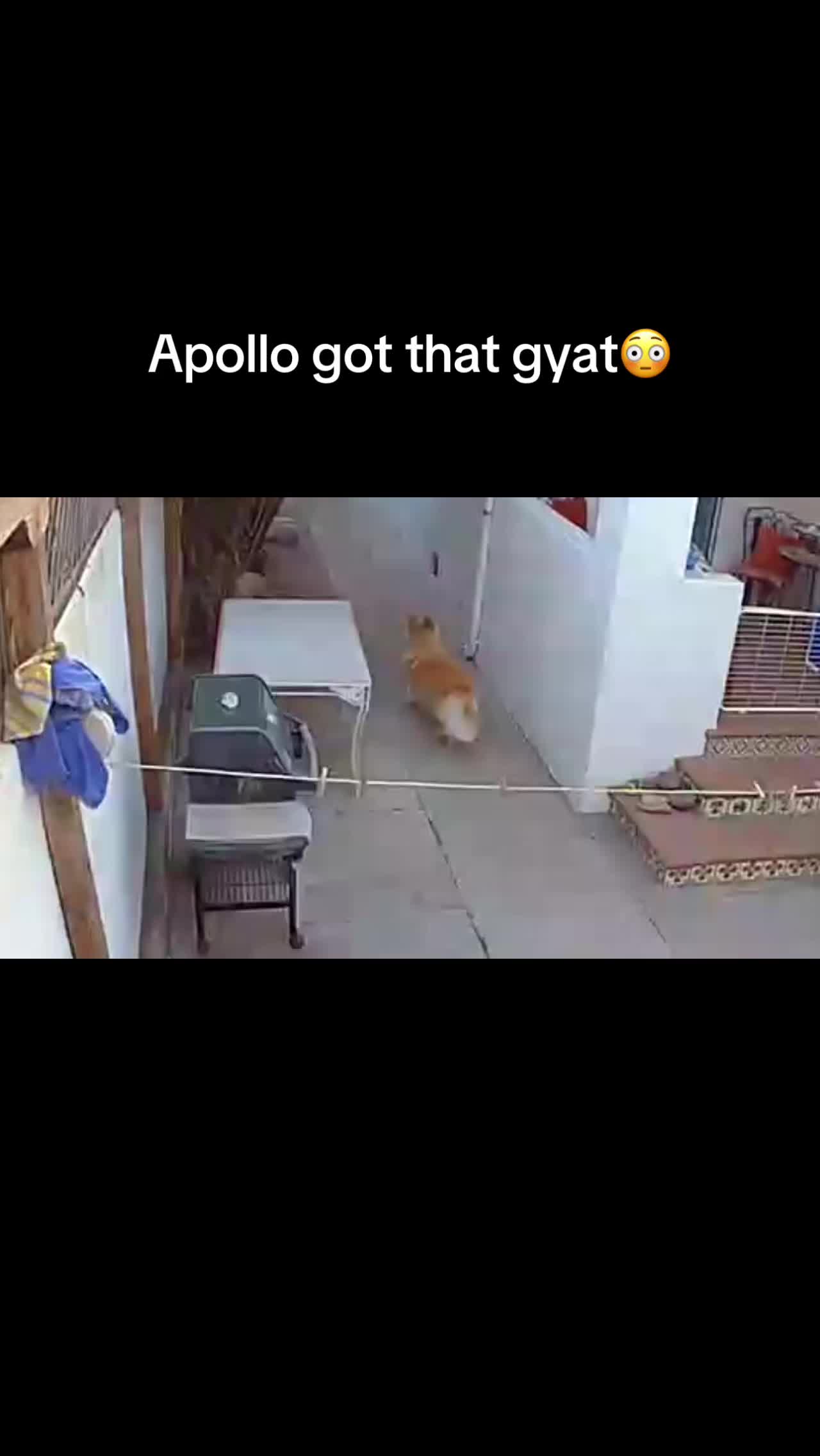@apollothecorgimute