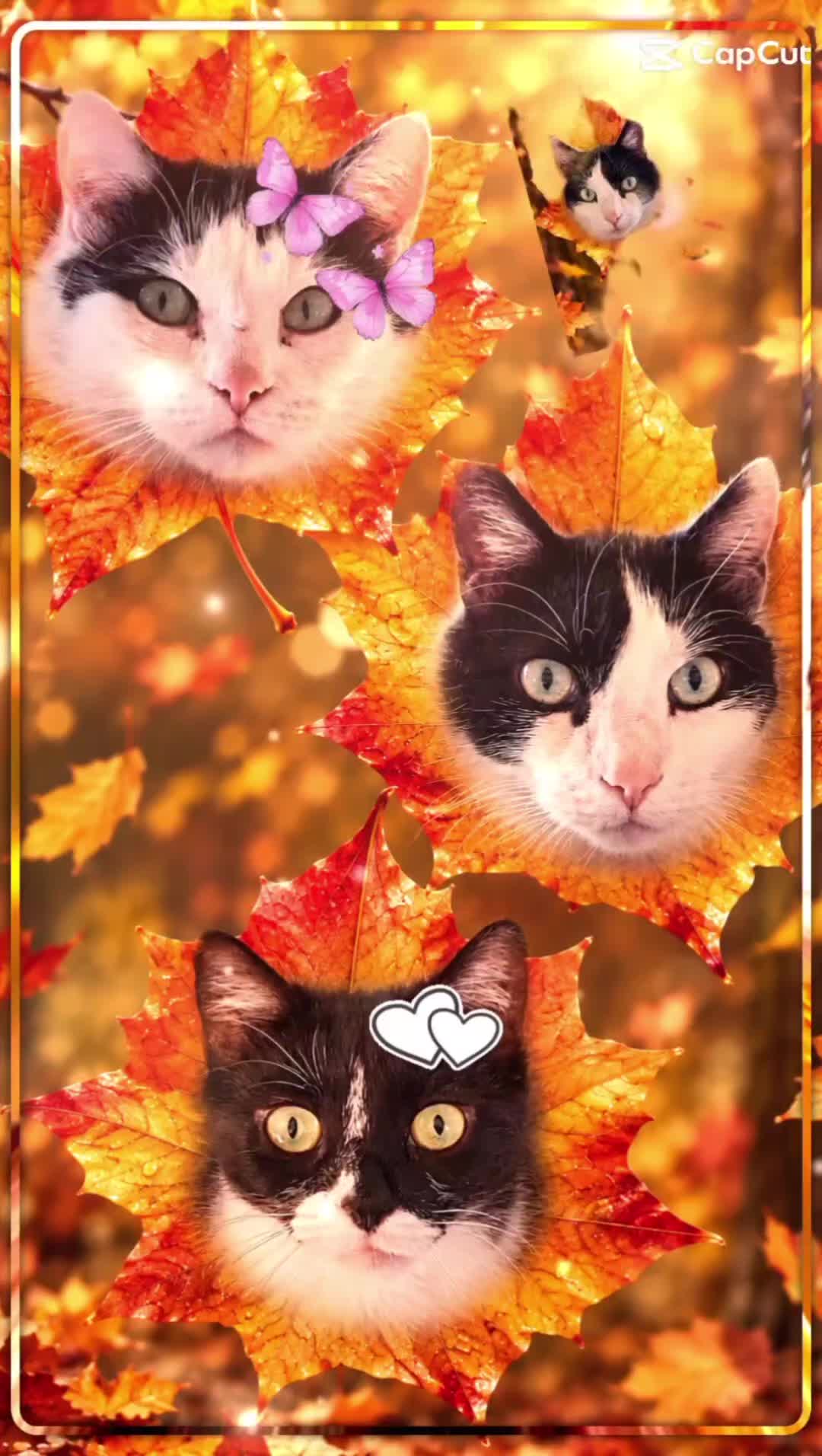 @Melanie Burg katzenstein😻😺😽