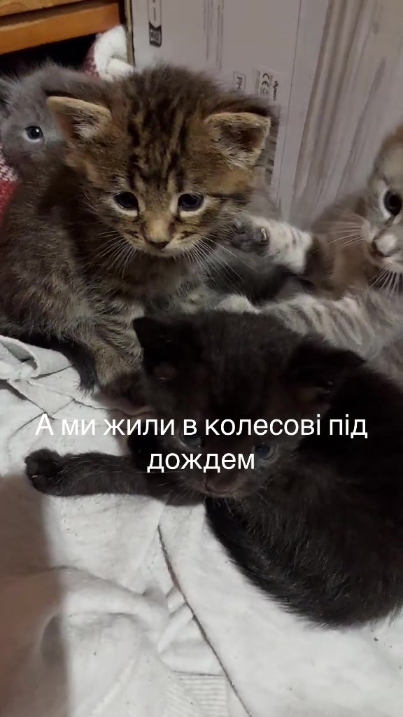 @Алиса