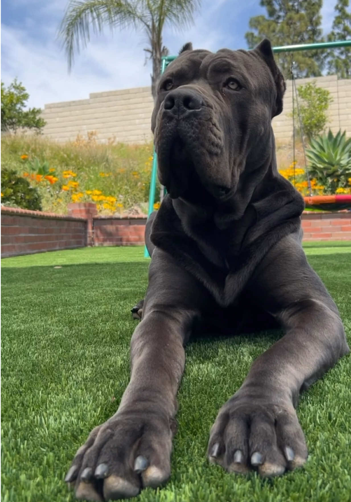 @Alistair the Cane Corso