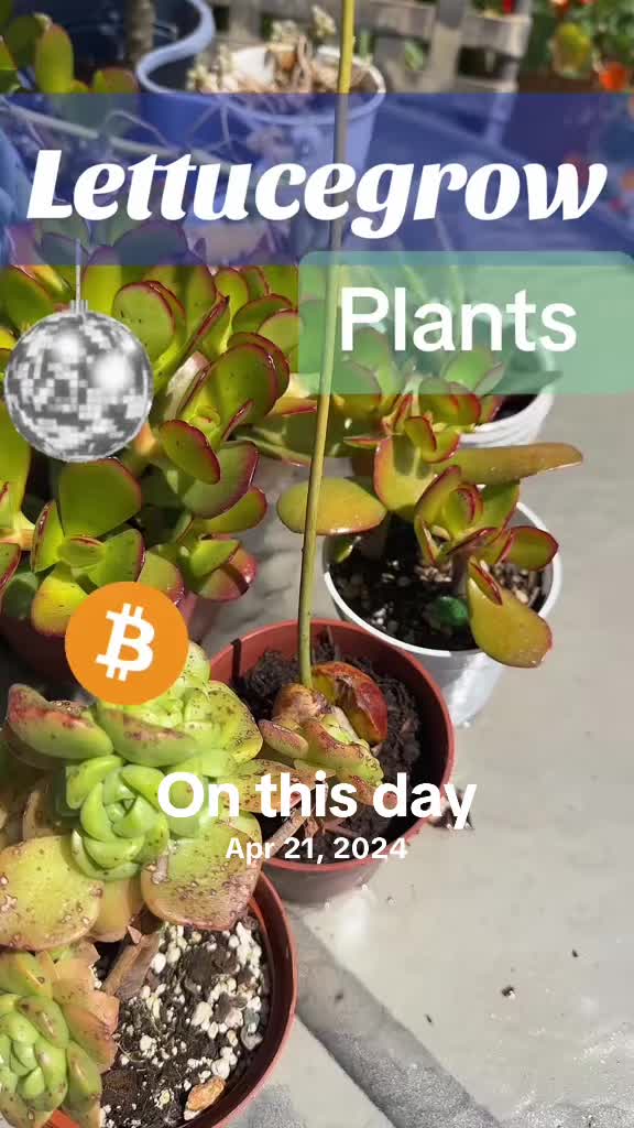 @Wetplantz
