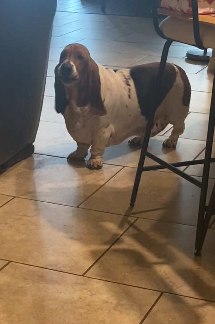 @baudelairethebasset