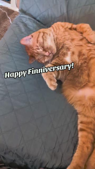 @MrFinn the cat