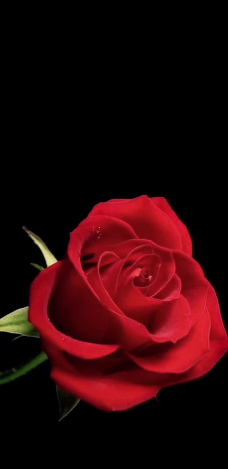 @Vivian De La Rosa