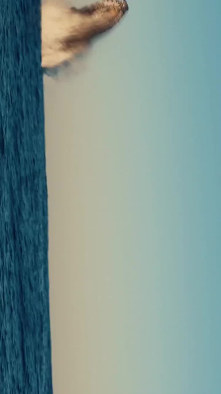 @💙 🆁🅾🆂🅰 💙