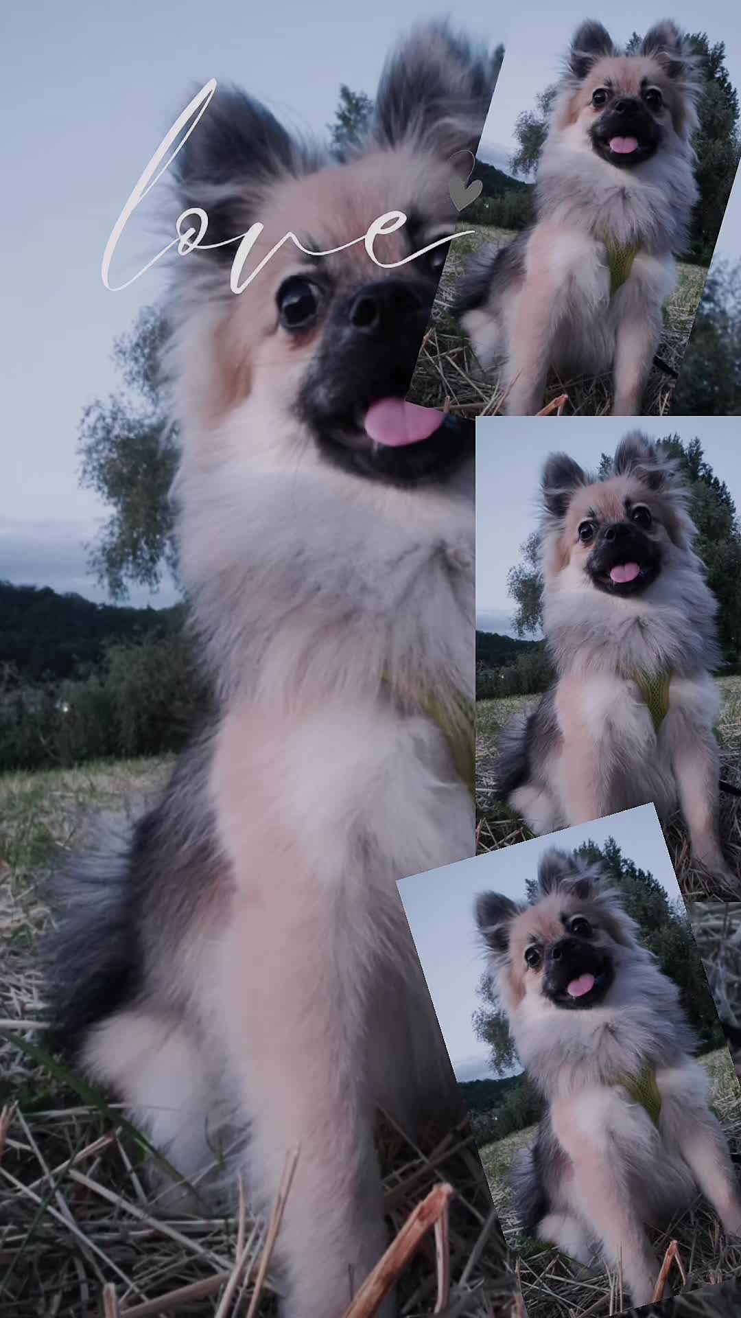 @antje&pupi
