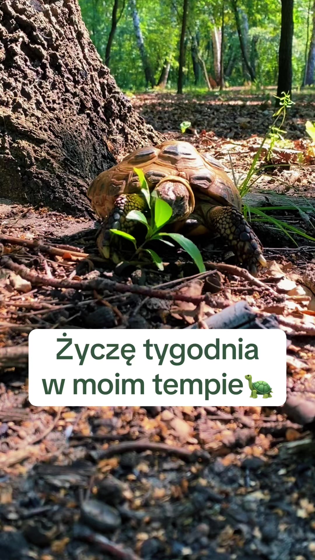 @Żółw Stefan Pierwszy