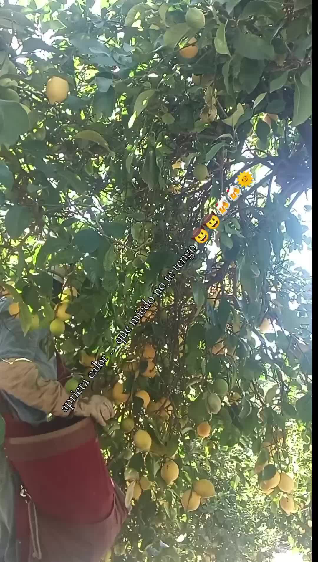@los puntocios 🥑🍋🍊🤙🤙