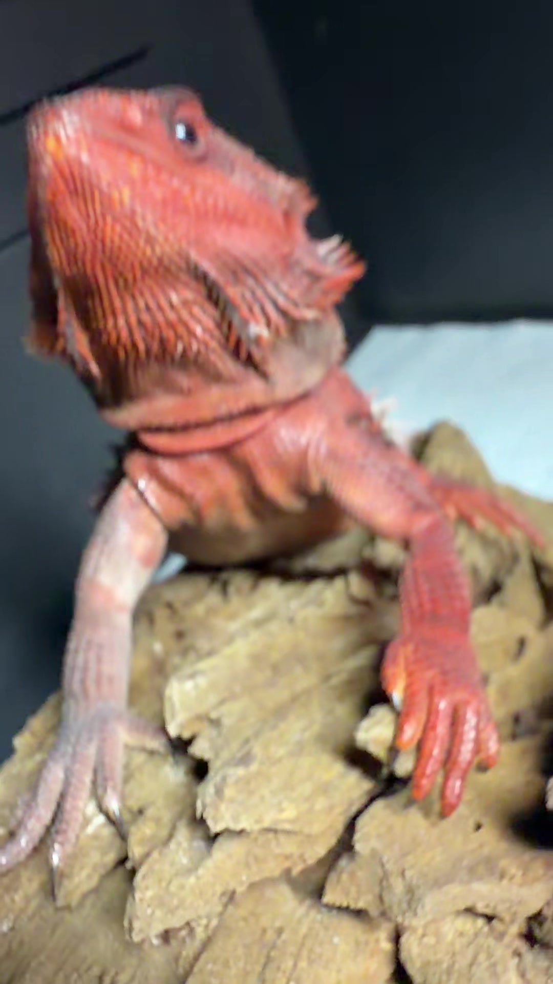 @indominusreps