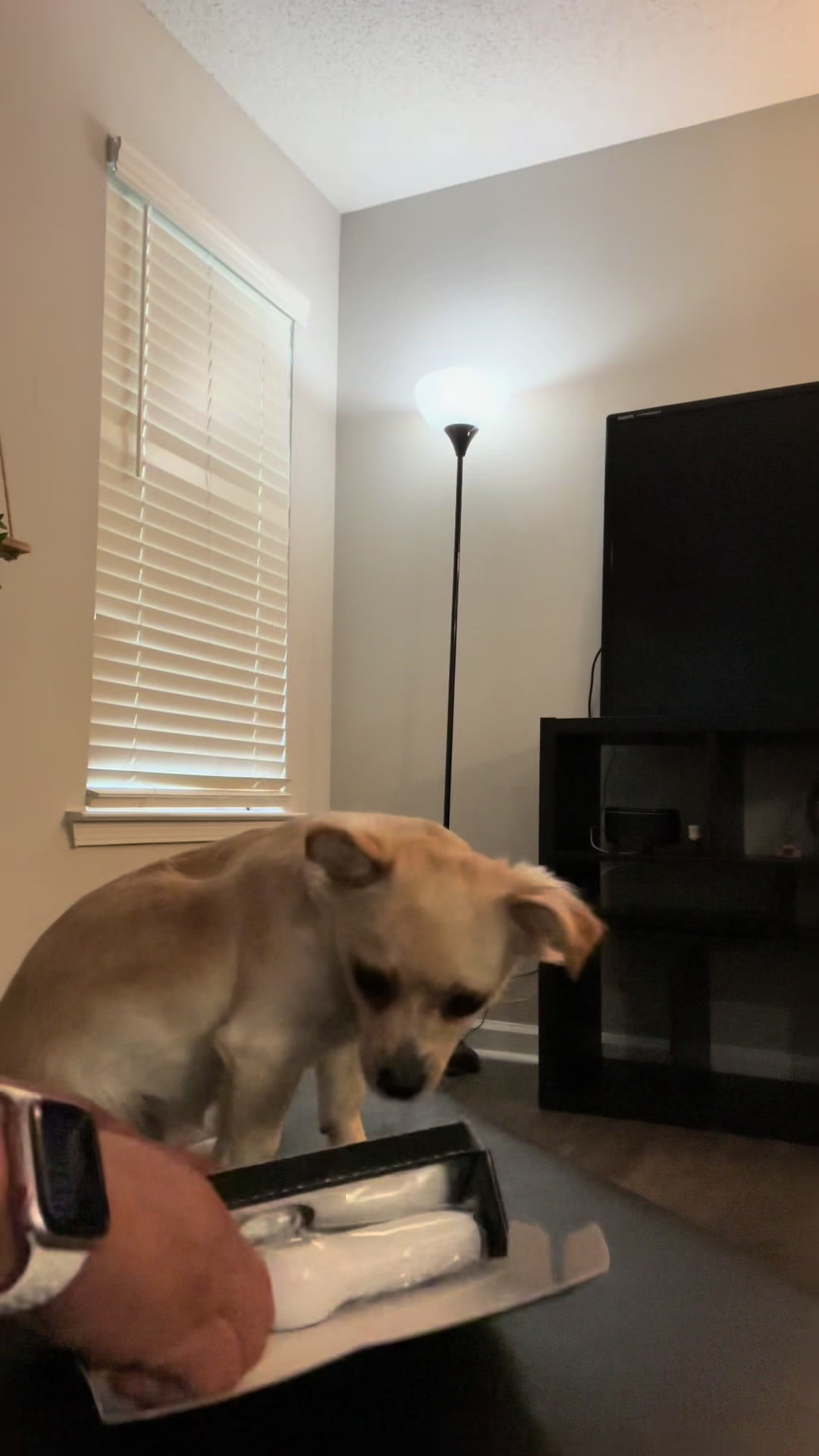 @🐕🐾MayaTheChihuahua🐾🐕