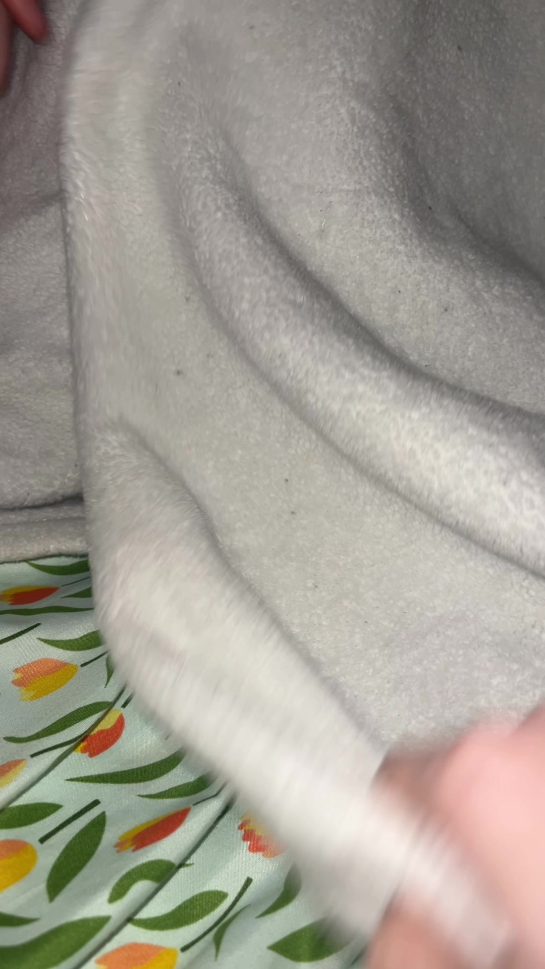 @lambrtlm