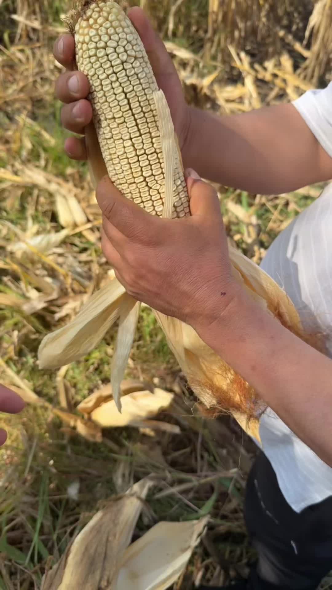@avalosmichmex