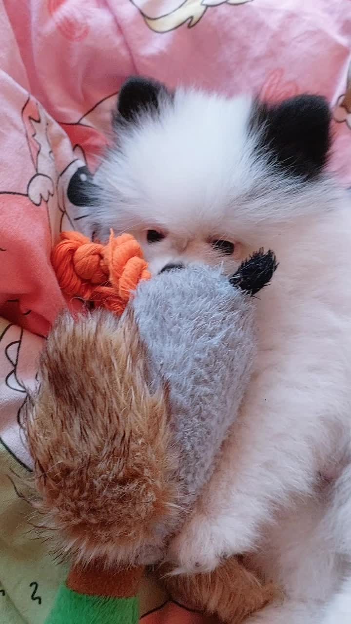 @Миша🐶 Стеша😺 Дуня🐭