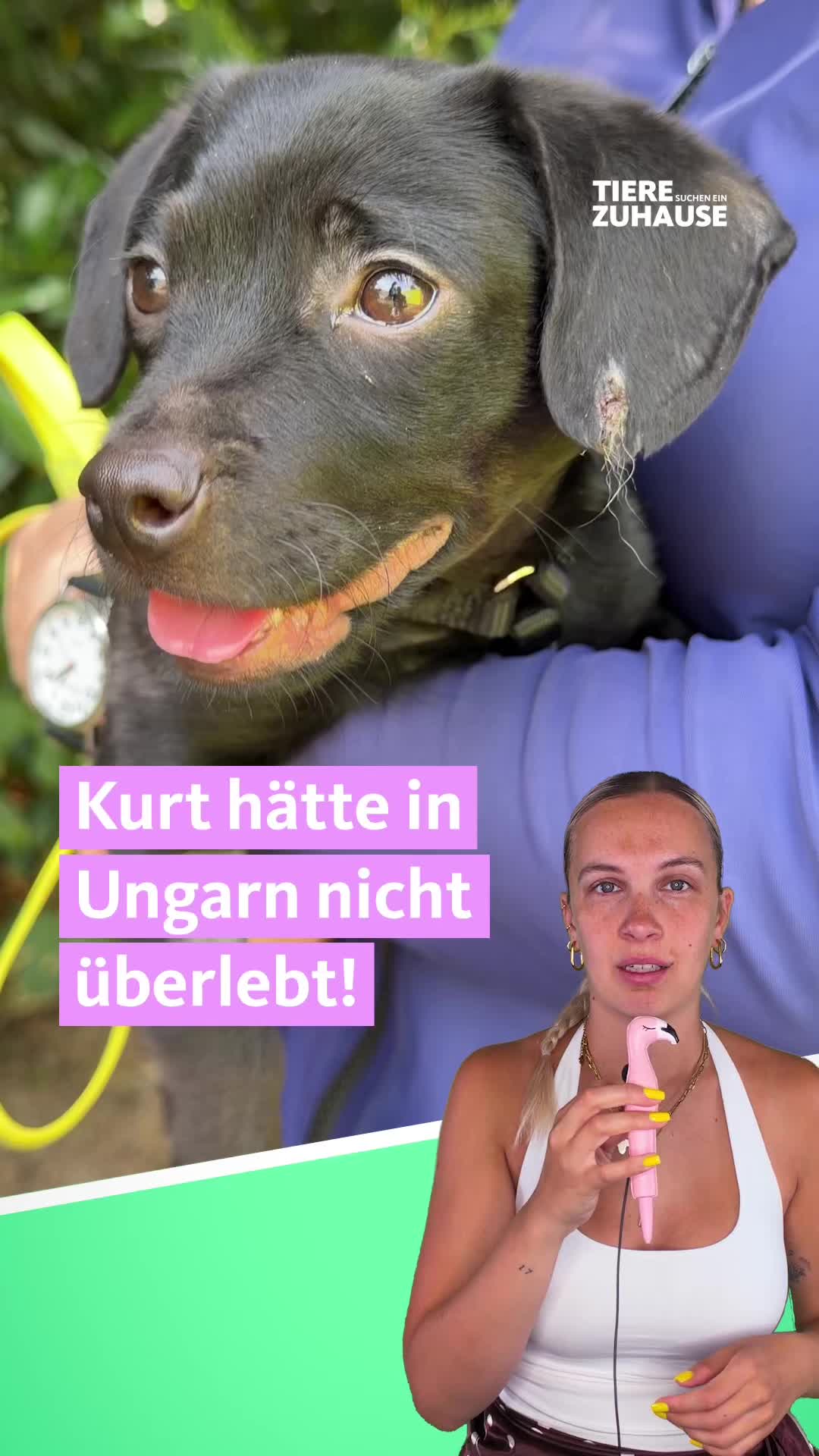 @Tiere suchen ein Zuhause